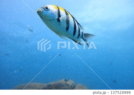 熱帯魚 トロピカルフィッシュ シュノーケリング 137528999