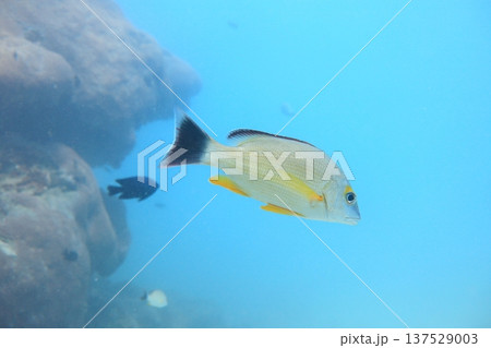 熱帯魚 トロピカルフィッシュ 水中撮影 137529003
