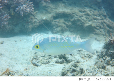 熱帯魚 トロピカルフィッシュ シュノーケリング 137529004