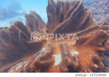ソフトコーラル ウミトサカ 軟質サンゴ 137529008