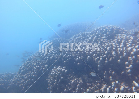 熱帯魚 トロピカルフィッシュ 珊瑚礁 137529011