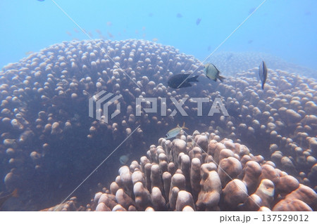 熱帯魚 トロピカルフィッシュ 珊瑚礁 137529012