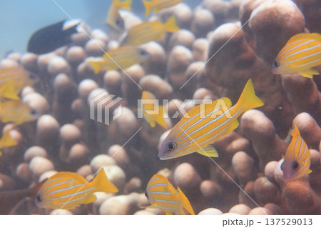 珊瑚礁 サンゴ礁 さんご礁 137529013