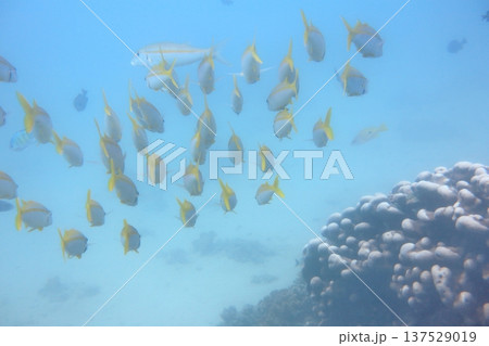 魚群 魚の群れ 熱帯魚 137529019