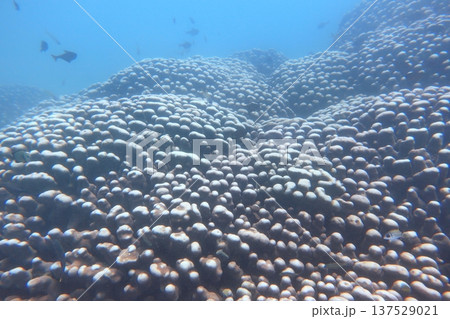 熱帯魚 トロピカルフィッシュ 珊瑚礁 137529021