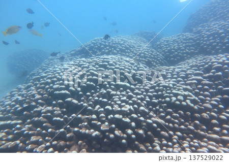 熱帯魚 トロピカルフィッシュ 珊瑚礁 137529022