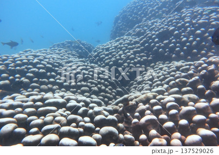 熱帯魚 トロピカルフィッシュ 珊瑚礁 137529026
