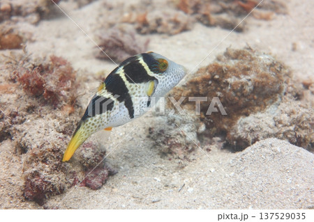 熱帯魚 トロピカルフィッシュ 水中撮影 137529035
