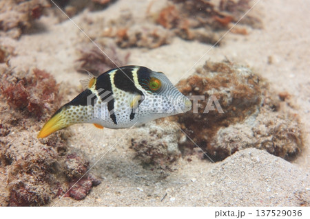 熱帯魚 トロピカルフィッシュ 水中撮影 137529036