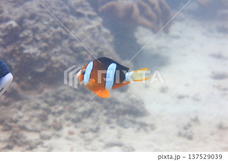 クマノミ カクレクマノミ かくれくまのみ 137529039