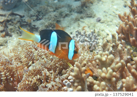 クマノミ カクレクマノミ かくれくまのみ 137529041