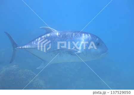 熱帯魚 トロピカルフィッシュ シュノーケリング 137529050