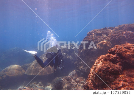 シュノーケリング スノーケリング スキューバーダイビング 137529055