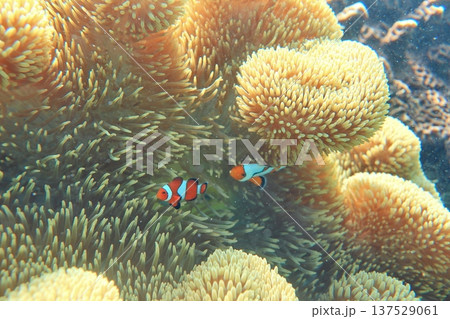 イソギンチャク いそぎんちゃく 磯巾着 137529061