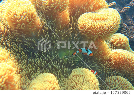 イソギンチャク いそぎんちゃく 磯巾着 137529063