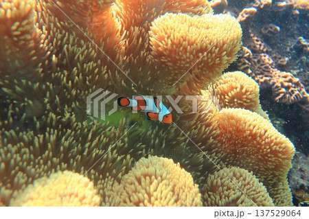 イソギンチャク いそぎんちゃく 磯巾着 137529064