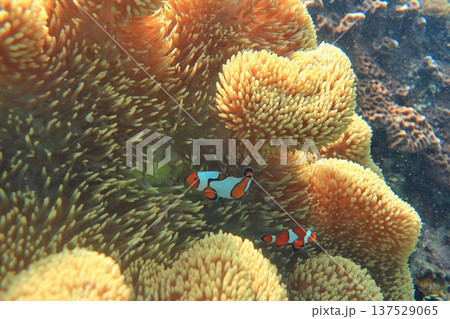 イソギンチャク いそぎんちゃく 磯巾着 137529065