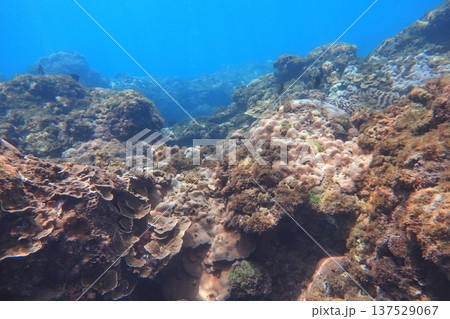 珊瑚礁 サンゴ礁 さんご礁 137529067