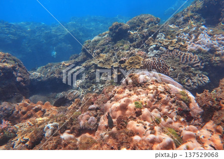 珊瑚礁 サンゴ礁 さんご礁 137529068