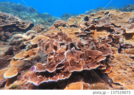 珊瑚礁 サンゴ礁 さんご礁 137529073