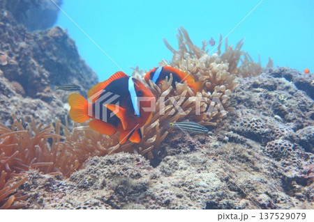 クマノミ カクレクマノミ かくれくまのみ 137529079