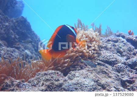 クマノミ カクレクマノミ かくれくまのみ 137529080