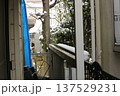 初雪 137529231