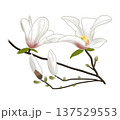 早春に白い大きな花をつけるコブシ 137529553