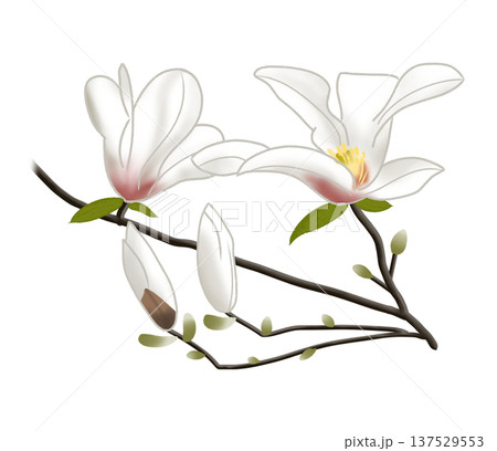 早春に白い大きな花をつけるコブシ 137529553