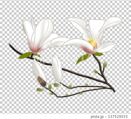 Magnolias, which produce large white flowers in early spring 137529553