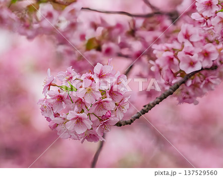 春の訪れを告げる河津桜 春の訪れを告げる河津桜 137529560