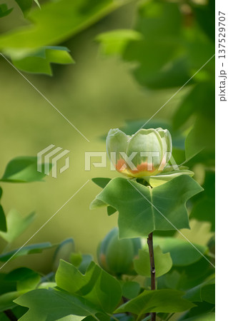 ユリノキの花と葉 ユリノキの花と葉 137529707