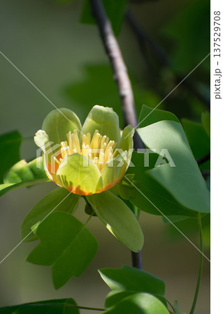 ユリノキの花と葉 ユリノキの花と葉 137529708
