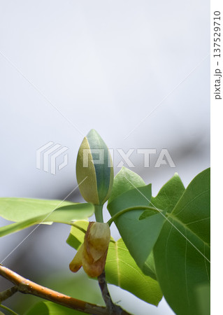 ユリノキの蕾と葉 ユリノキの蕾と葉 137529710