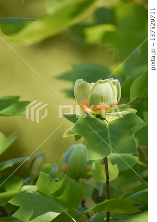 ユリノキの花と葉 ユリノキの花と葉 137529711