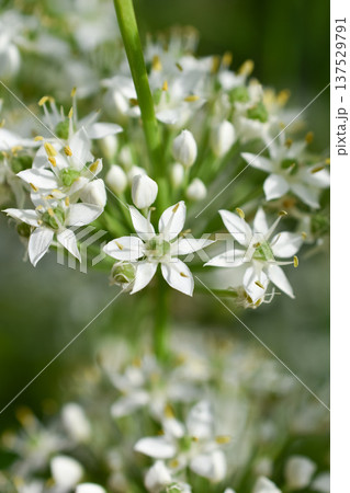 白色のニラの花 137529791