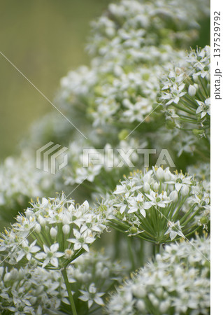 白色のニラの花 137529792