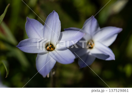 星形の白い花ハナニラ 春の野草マクロ 星形の白い花ハナニラ 春の野草マクロ 137529861