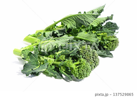 菜の花(アレッタ) 菜の花(アレッタ) 137529865