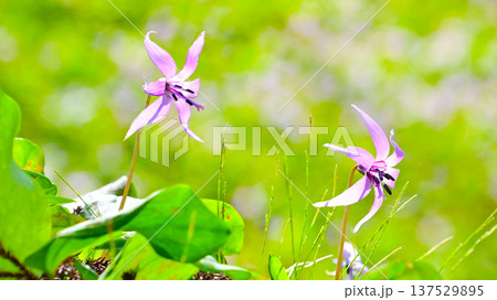 春の妖精 繊細で美しいカタクリの花 春の妖精 繊細で美しいカタクリの花 137529895