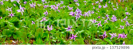 カタクリの花　香嵐渓の群生地 137529896