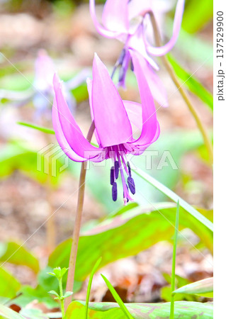 春の妖精　繊細で美しいカタクリの花　 137529900