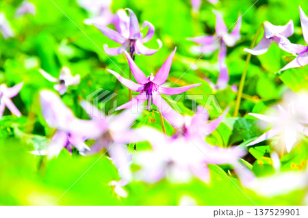 春の妖精　繊細で美しいカタクリの花　 137529901
