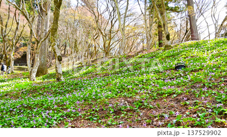 カタクリの花　香嵐渓の群生地 137529902