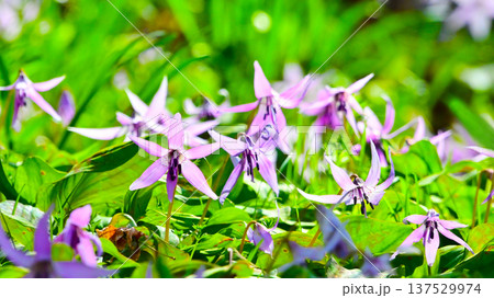 春の妖精　繊細で美しいカタクリの花　 137529974
