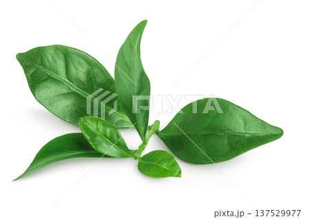 green coffee leaves isolated on white background. 137529977