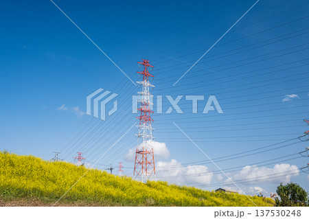 ナノハナ咲く淀川の堤防下から見上げる送電線鉄塔　大阪府高槻市 137530248
