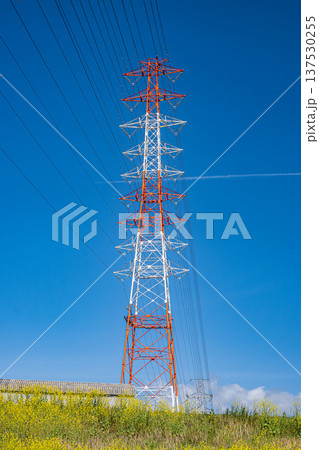 ナノハナ咲く淀川の堤防下から見上げる送電線鉄塔　大阪府高槻市 137530255
