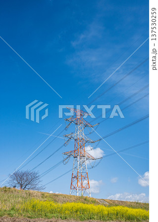 ナノハナ咲く淀川の堤防下から見上げる送電線鉄塔　大阪府高槻市 137530259