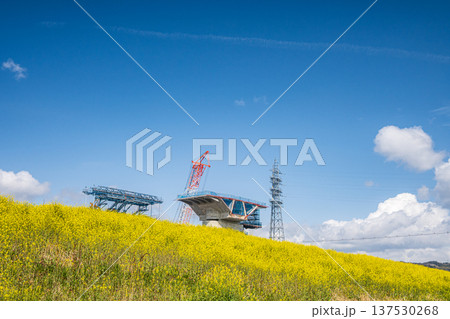 ナノハナ咲く淀川の堤防下から見上げる新名神高速道路工事　大阪府高槻市 137530268